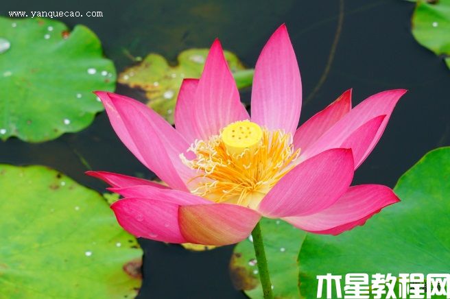 紅領(lǐng)巾