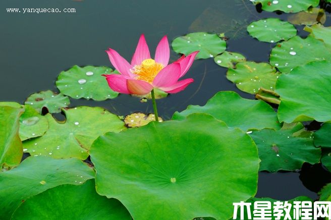 紅領(lǐng)巾