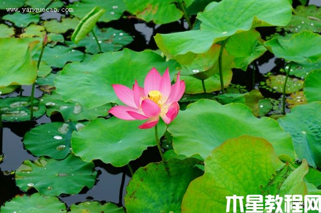 紅領(lǐng)巾