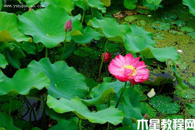 紅牡丹