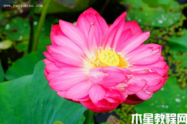 紅牡丹