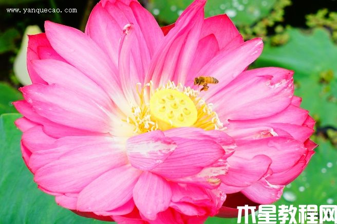 紅牡丹