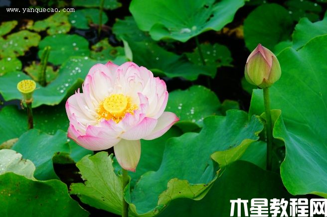 粉層托翠