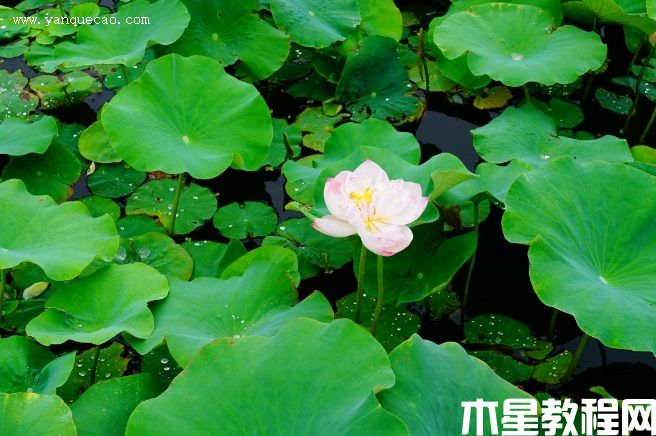 憐愛