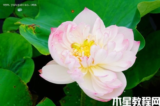 憐愛