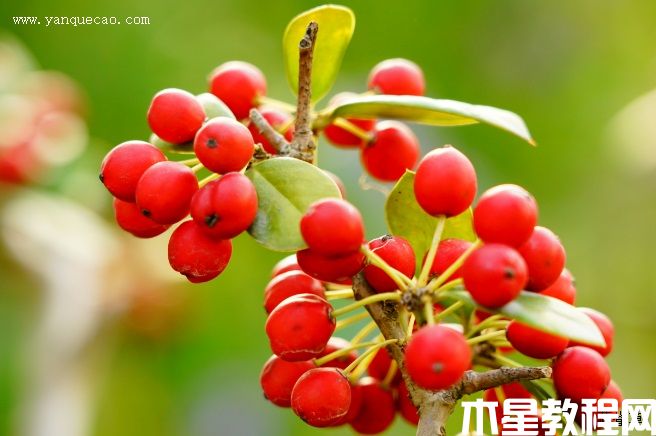 無刺枸骨 無刺枸骨