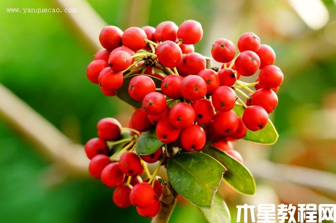 無刺枸骨 無刺枸骨