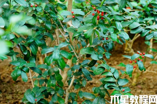 無刺枸骨(圖3) 無刺枸骨