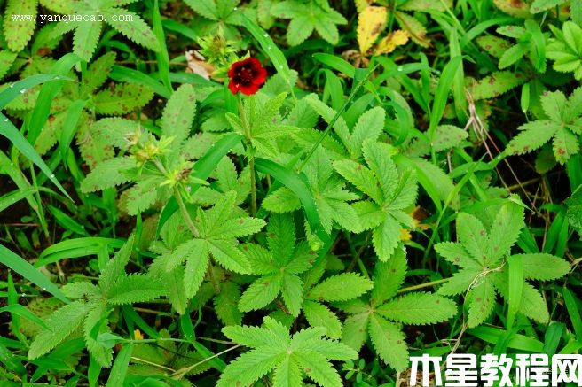 天鵝絨委陵菜