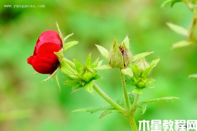 天鵝絨委陵菜