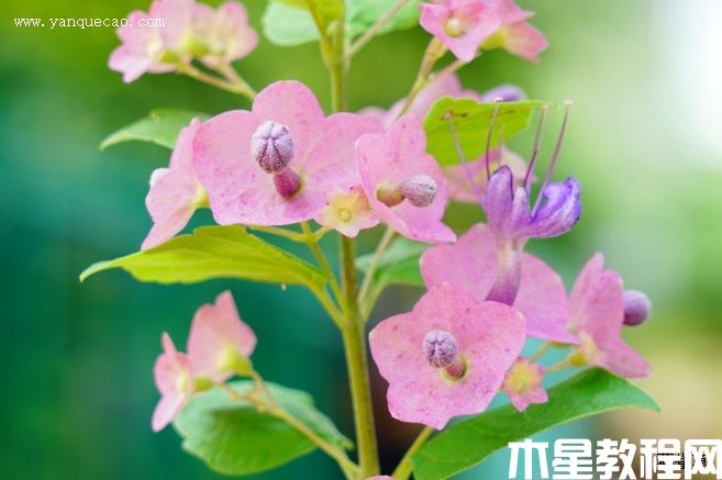 粉苞冬紅