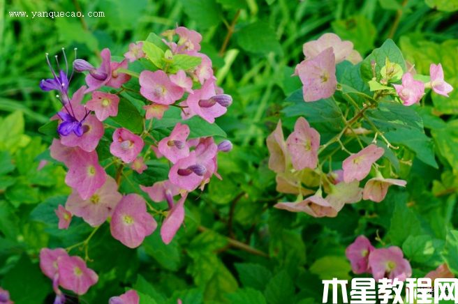 粉苞冬紅