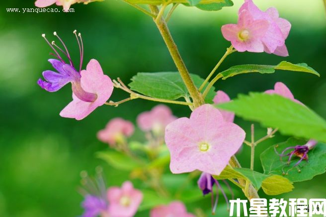 粉苞冬紅