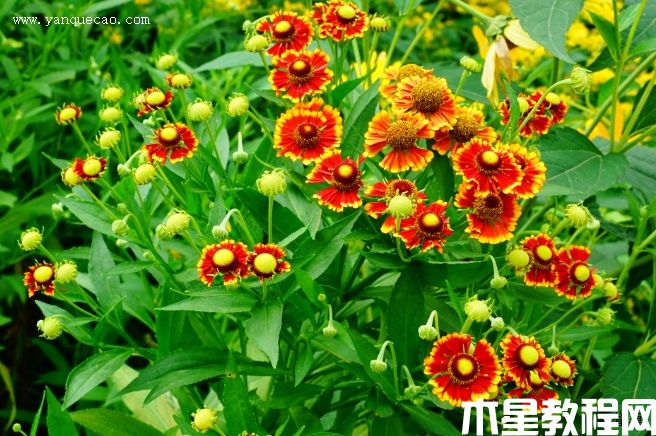 海倫娜混色堆心菊