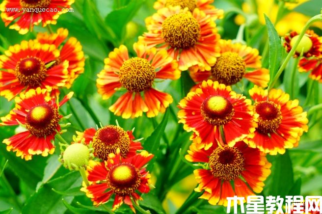 海倫娜混色堆心菊
