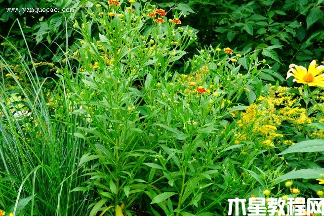 海倫娜混色堆心菊
