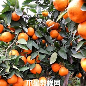 如何挑選柑桔？怎樣挑選到好吃的柑橘